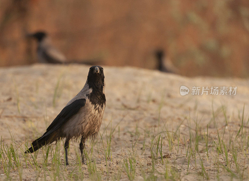 冠乌鸦，Corvus cornix，又名灰乌鸦;站在沙滩上的草地上，背景中还有两个模糊的。